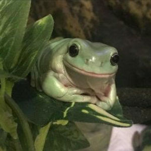 Meet your Posher, Morph